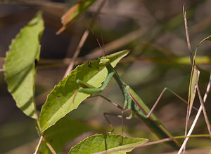 Mantis religiosa (Mantidae)  - Mante religieuse - Praying Mantis Meuse [France] 30/08/2009 - 340m