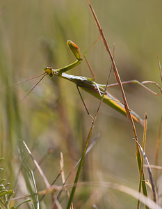 Mantis religiosa (Mantidae)  - Mante religieuse - Praying Mantis Meuse [France] 30/08/2009 - 340m