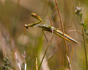 Mantis religiosa (Mantidae)  - Mante religieuse - Praying Mantis Meuse [France] 30/08/2009 - 340m