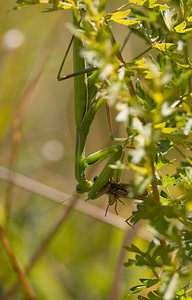 Mantis religiosa (Mantidae)  - Mante religieuse - Praying Mantis Meuse [France] 30/08/2009 - 340m