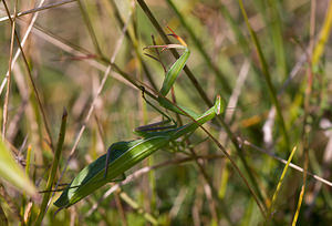 Mantis religiosa (Mantidae)  - Mante religieuse - Praying Mantis Meuse [France] 30/08/2009 - 340m