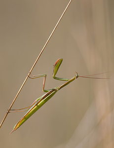 Mantis religiosa (Mantidae)  - Mante religieuse - Praying Mantis Meuse [France] 30/08/2009 - 340m