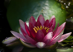 Nymphaea alba (Nymphaeaceae)  - Nymphéa blanc, Nénuphar blanc, Lys des étangs - White Water-lily Nord [France] 18/08/2009 - 40mVari?t? horticole