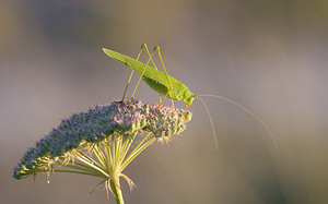 Phaneroptera falcata (Tettigoniidae)  - Phanéroptère commun - Sickle-bearing Bush-cricket Meuse [France] 29/08/2009 - 340m