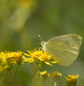 Pieris napi (Pieridae)  - Piéride du Navet, Papillon blanc veiné de vert - Green-veined White Pas-de-Calais [France] 15/08/2009