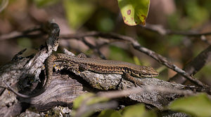 Podarcis muralis (Lacertidae)  - Lézard des murailles - Common Wall Lizard Meuse [France] 30/08/2009 - 340m