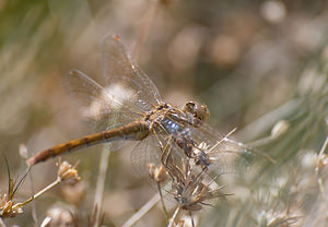 Sympetrum meridionale (Libellulidae)  - Sympétrum méridional - Southern Darter Marne [France] 29/08/2009 - 160m