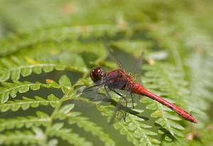 Sympetrum sanguineum (Libellulidae)  - Sympétrum sanguin, Sympétrum rouge sang - Ruddy Darter Nord [France] 22/08/2009 - 20m