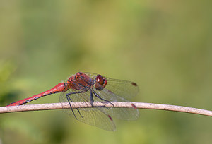 Sympetrum sanguineum (Libellulidae)  - Sympétrum sanguin, Sympétrum rouge sang - Ruddy Darter Marne [France] 29/08/2009 - 160m