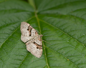 Xanthorhoe designata (Geometridae)  - Désignée - Flame Carpet Nord [France] 09/08/2009 - 40m