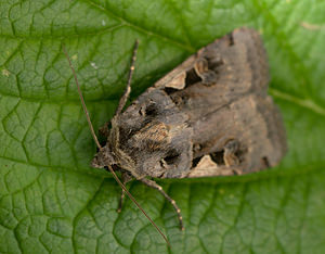 Xestia c-nigrum (Noctuidae)  - C-noir - Setaceous Hebrew Character Nord [France] 09/08/2009 - 40m