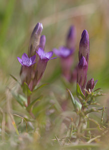 Gentianella amarella (Gentianaceae)  - Gentianelle amère, Gentiane amère - Autumn Gentian Pas-de-Calais [France] 12/09/2009 - 150m