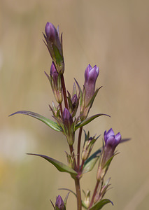 Gentianella uliginosa (Gentianaceae)  - Gentianelle des marais, Gentianelle des fanges, Gentiane des marais, Gentiane des fanges - Dune Gentian Nord [France] 12/09/2009 - 10m