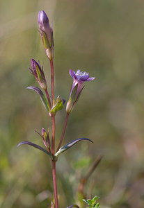 Gentianella uliginosa (Gentianaceae)  - Gentianelle des marais, Gentianelle des fanges, Gentiane des marais, Gentiane des fanges - Dune Gentian Nord [France] 26/09/2009