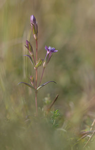 Gentianella uliginosa (Gentianaceae)  - Gentianelle des marais, Gentianelle des fanges, Gentiane des marais, Gentiane des fanges - Dune Gentian Nord [France] 26/09/2009