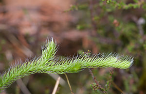 Lycopodium clavatum (Lycopodiaceae)  - Lycopode en massue, Éguaire - Stag's-horn Clubmoss Nord [France] 19/09/2009 - 30m