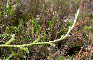 Lycopodium clavatum (Lycopodiaceae)  - Lycopode en massue, Éguaire - Stag's-horn Clubmoss Nord [France] 19/09/2009 - 30m