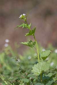 Alliaria petiolata (Brassicaceae)  - Alliaire, Herbe aux aulx, Alliaire pétiolée, Alliaire officinale - Garlic Mustard Aveyron [France] 14/04/2010 - 320m
