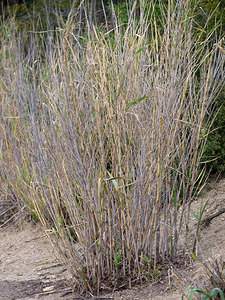 Arundo donax (Poaceae)  - Canne de Provence, Grand roseau, Roseau de Provence - Arundo grass, Bamboo reed, Cow cane, Donax cane, Giant cane, River cane, Spanish cane/reed, Wild cane, Reedgrass Aude [France] 11/04/2010 - 60m