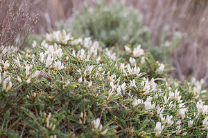 Astragalus tragacantha (Fabaceae)  - Astragale de Marseille, Coussin-de-belle-mère Bas-Ampurdan [Espagne] 06/04/2010 - 30m