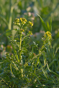 Barbarea vulgaris (Brassicaceae)  - Barbarée commune, Herbe de Sainte-Barbe - Winter-cress Cher [France] 15/04/2010 - 230m