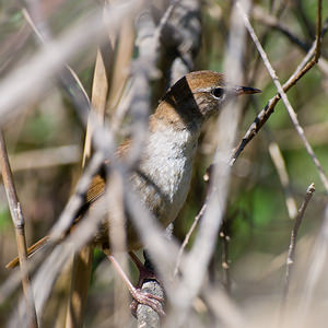 Cettia cetti (Scotocercidae)  - Bouscarle de Cetti - Cetti's Warbler Haut-Ampurdan [Espagne] 09/04/2010