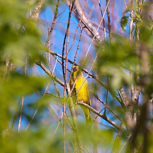 Chloris chloris (Fringillidae)  - Verdier d'Europe - European Greenfinch Haut-Ampurdan [Espagne] 09/04/2010