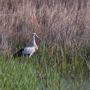 Ciconia ciconia (Ciconiidae)  - Cigogne blanche - White Stork Haut-Ampurdan [Espagne] 09/04/2010