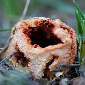 Clathrus ruber (Phallaceae)  - Clathre rouge, Clathre grillagé, Coeur de sorcière, Cage grillagée - Red Cage Bas-Ampurdan [Espagne] 08/04/2010 - 160m