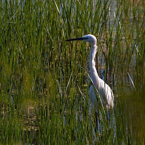 Egretta garzetta (Ardeidae)  - Aigrette garzette - Little Egret Haut-Ampurdan [Espagne] 09/04/2010