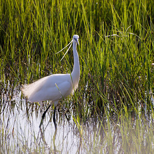 Egretta garzetta (Ardeidae)  - Aigrette garzette - Little Egret Haut-Ampurdan [Espagne] 09/04/2010