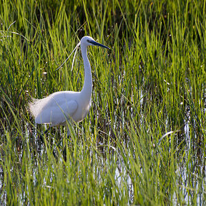 Egretta garzetta (Ardeidae)  - Aigrette garzette - Little Egret Haut-Ampurdan [Espagne] 09/04/2010