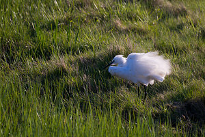 Egretta garzetta (Ardeidae)  - Aigrette garzette - Little Egret Haut-Ampurdan [Espagne] 09/04/2010