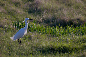 Egretta garzetta (Ardeidae)  - Aigrette garzette - Little Egret Haut-Ampurdan [Espagne] 09/04/2010