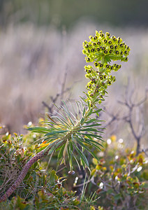 Euphorbia characias (Euphorbiaceae)  - Euphorbe characias, Euphorbe des vallons - Mediterranean Spurge Bas-Ampurdan [Espagne] 06/04/2010 - 80m