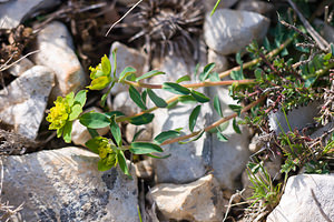 Euphorbia flavicoma (Euphorbiaceae)  - Euphorbe à tête jaune-d'or, Euphorbe à ombelles jaunes, Euphorbe à tête jaune Moianes [Espagne] 06/04/2010 - 570m