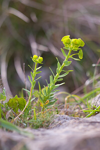 Euphorbia segetalis subsp. segetalis (Euphorbiaceae)  - Euphorbe des moissons Bas-Ampurdan [Espagne] 06/04/2010 - 60m