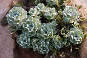 Filago pygmaea (Asteraceae)  - Cotonnière pygmée, Évax pygmée Bas-Ampurdan [Espagne] 06/04/2010 - 90m