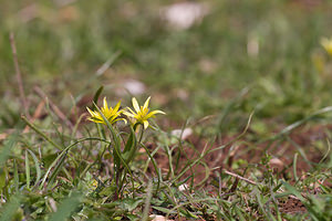 Gagea villosa (Liliaceae)  - Gagée velue, Gagée des champs Lozere [France] 04/04/2010 - 820m