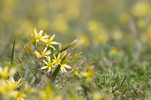 Gagea villosa (Liliaceae)  - Gagée velue, Gagée des champs Lozere [France] 04/04/2010 - 820m