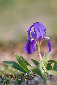 Iris lutescens (Iridaceae)  - Iris jaunissant, Iris jaunâtre, Iris nain Bas-Ampurdan [Espagne] 09/04/2010 - 20m