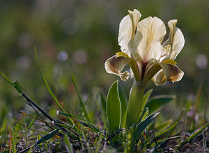 Iris lutescens (Iridaceae)  - Iris jaunissant, Iris jaunâtre, Iris nain Bas-Ampurdan [Espagne] 09/04/2010 - 20m