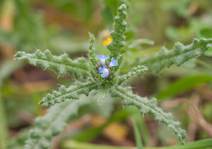 Lycopsis arvensis (Boraginaceae)  - Lycopside des champs, Lycopsis des champs, Buglosse des champs - Bugloss Bas-Ampurdan [Espagne] 08/04/2010