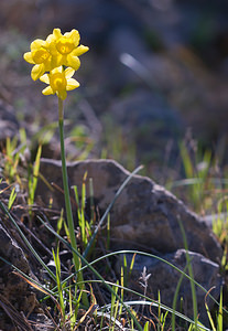 Narcissus assoanus (Amaryllidaceae)  - Narcisse d'Asso, Narcisse à feuilles de jonc, Narcisse de Requien Bas-Ampurdan [Espagne] 05/04/2010 - 100m