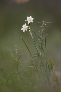 Narcissus dubius (Amaryllidaceae)  - Narcisse douteux Aude [France] 10/04/2010 - 30m