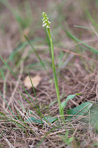 Neotinea maculata (Orchidaceae)  - Néotinée maculée, Orchis maculé - Dense-flowered Orchid Bas-Ampurdan [Espagne] 08/04/2010 - 80m