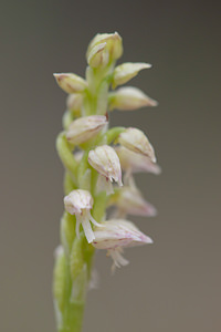 Neotinea maculata (Orchidaceae)  - Néotinée maculée, Orchis maculé - Dense-flowered Orchid Bas-Ampurdan [Espagne] 08/04/2010 - 80m