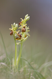 Ophrys araneola sensu auct. plur. (Orchidaceae)  - Ophrys litigieux Tarn [France] 13/04/2010 - 280m