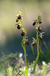 Ophrys exaltata (Orchidaceae)  - Ophrys exalté Haut-Ampurdan [Espagne] 05/04/2010 - 10m