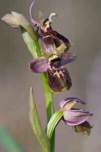 Ophrys exaltata (Orchidaceae)  - Ophrys exalté Haut-Ampurdan [Espagne] 05/04/2010 - 10m